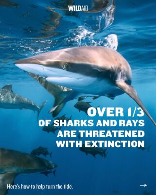 Repost from @wildaid 
                                        •
                                        Sharks are vital to ocean health, maintaining balance beneath the waves.
                                        
                                        Despite this, they are considered some of our planet’s most at-risk animals, with over 100 million killed each year due to overfishing, bycatch, and demand for their meat and other parts.
                                        
                                        In honor of #SharkAwarenessDay today, let’s commit to protecting sharks by making conscious choices that support their conservation! Swipe 👉 to learn how to help.
