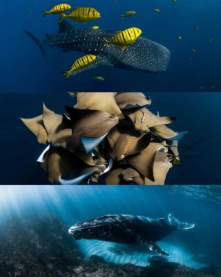 Celebrating World Photography Day with the Lens That Captures the Deep
                                        August 19 – World Photography Day
                                        
                                        Today, we celebrate the power of photography to reveal, inspire, and protect.
                                        A special appreciation goes to Alex Kydd, whose stunning underwater and nature photography brings the hidden beauty of our oceans to the surface.
                                        
                                        Through his lens, we’re reminded of what we’re working to protect: fragile marine ecosystems, biodiversity, and the incredible life beneath the waves.
                                        
                                        Thank you, @alexkyddphoto , for showing us the ocean as few can see it.
                                        
                                        #WorldPhotographyDay #AlexKydd #UnderwaterPhotography #OceanConservation #InResST #VisualStorytelling #MarineLife #NaturePhotography